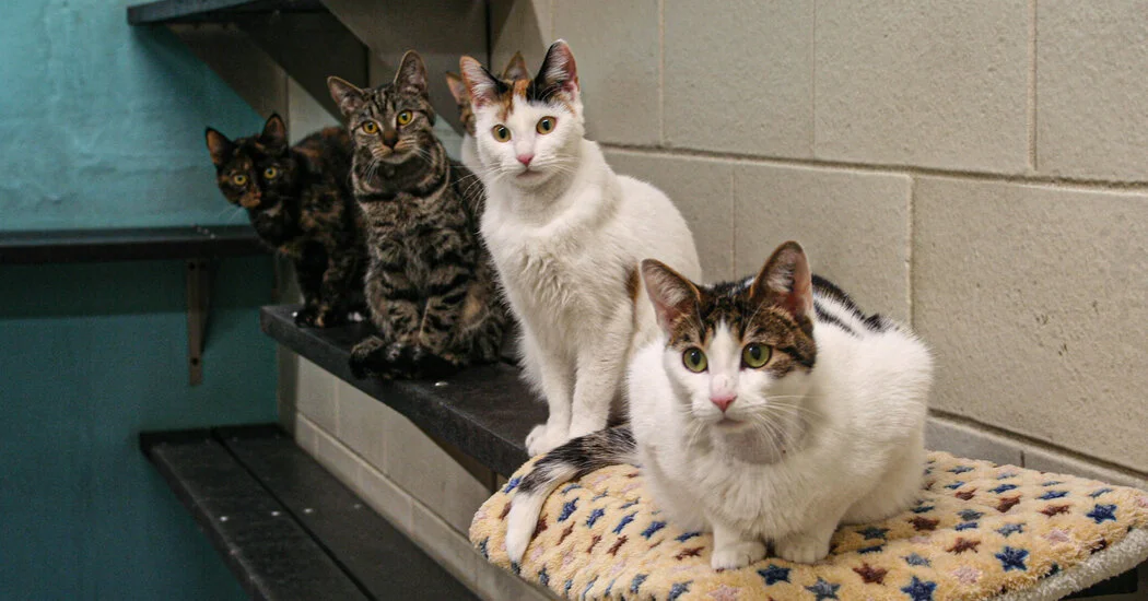 Revolutionary Gene Therapy for Feline Birth Control.