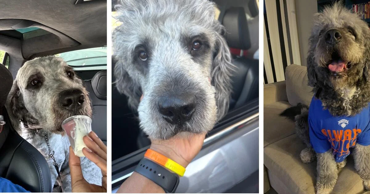 After Knicks win, LAPD fatally shoots family dog in Canoga Park
