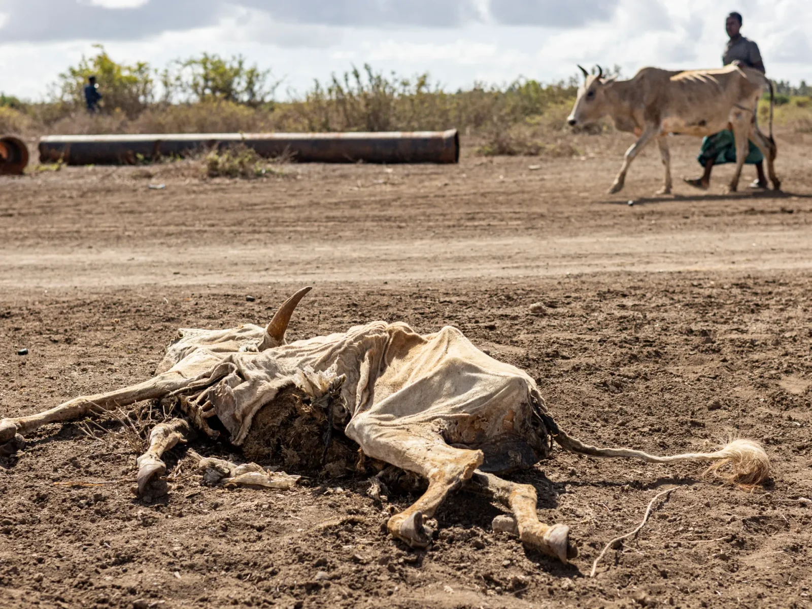 Somalia on the brink of hunger as climate shocks and conflict bite millions