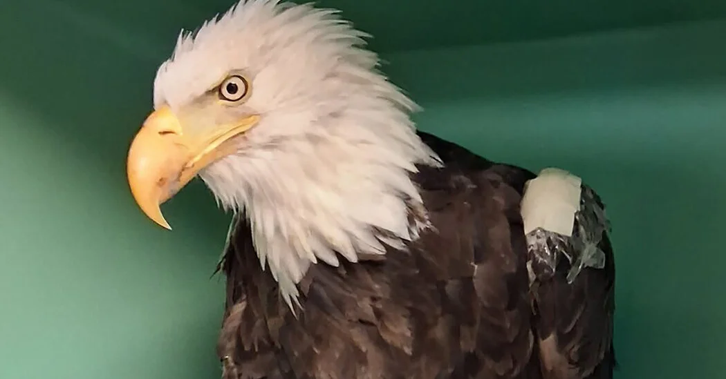 Final Flight for Jackie: California Bald Eagle Dies After Illness