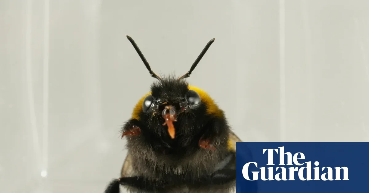 Bees Exhibit Liking and Disliking Cues in Taste Tests, Hinting at an Inner Life