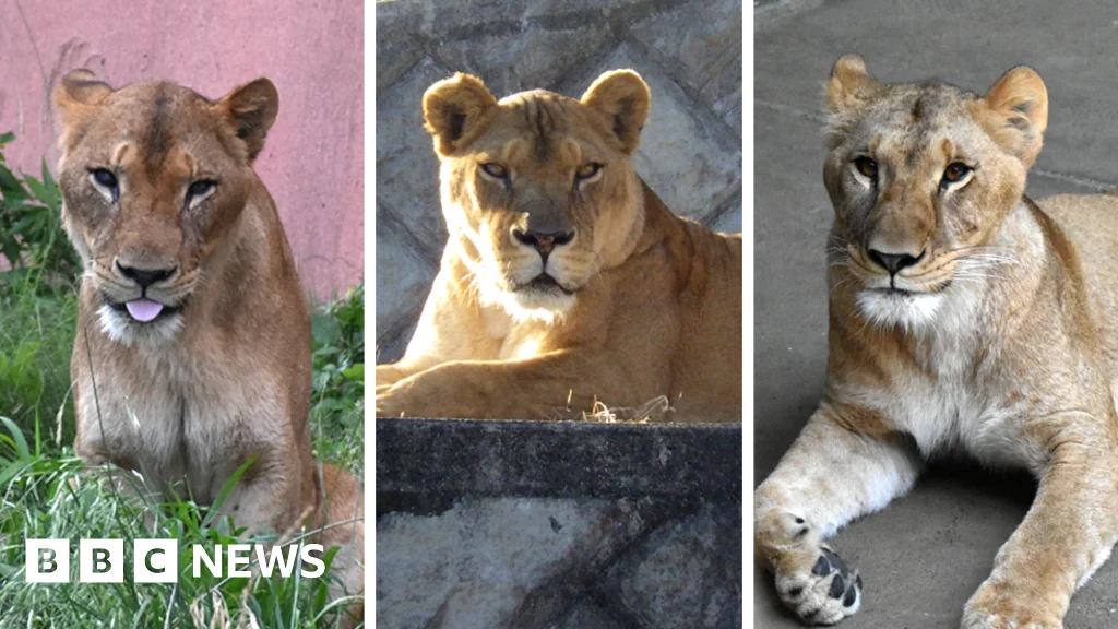 Three Lions Die as Tokyo Zoo Battles Heatwave