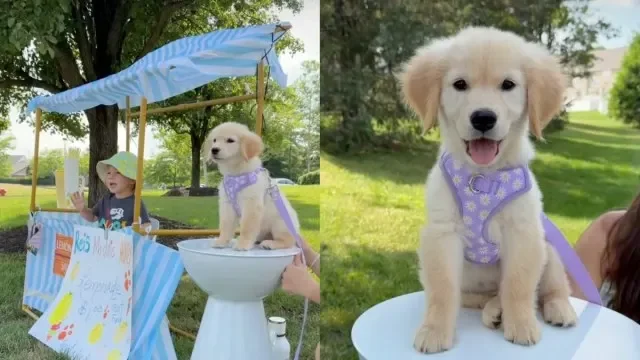 Puppy-Powered Lemonade Stand Delights a Neighborhood