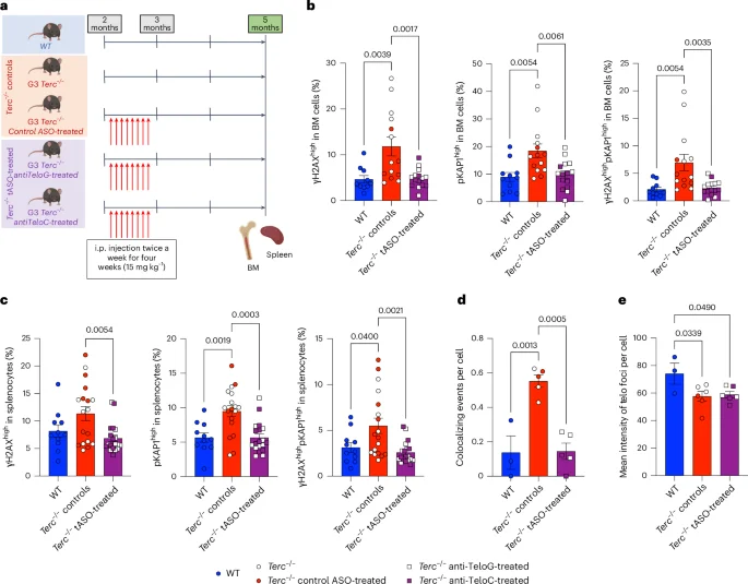 Telomeric DDR blockade rejuvenates aging hematopoiesis