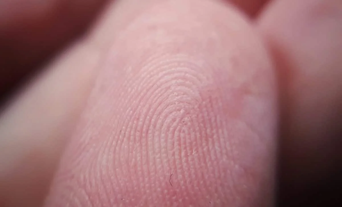 Soft Tissue Cues Unlock Fingertip Regrowth in Humans