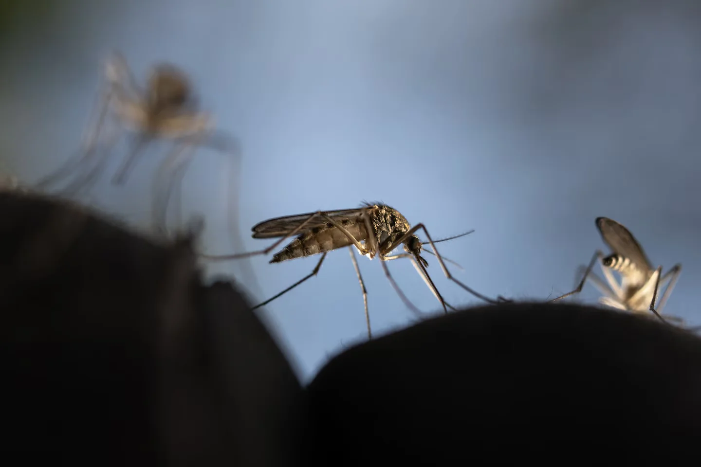 Five mosquito-borne threats you’re most likely to encounter in the U.S.