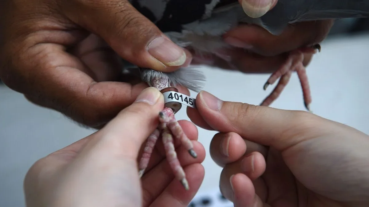 Carrier Pigeons Go Digital: Are Slow-Motion Messages the Future?
