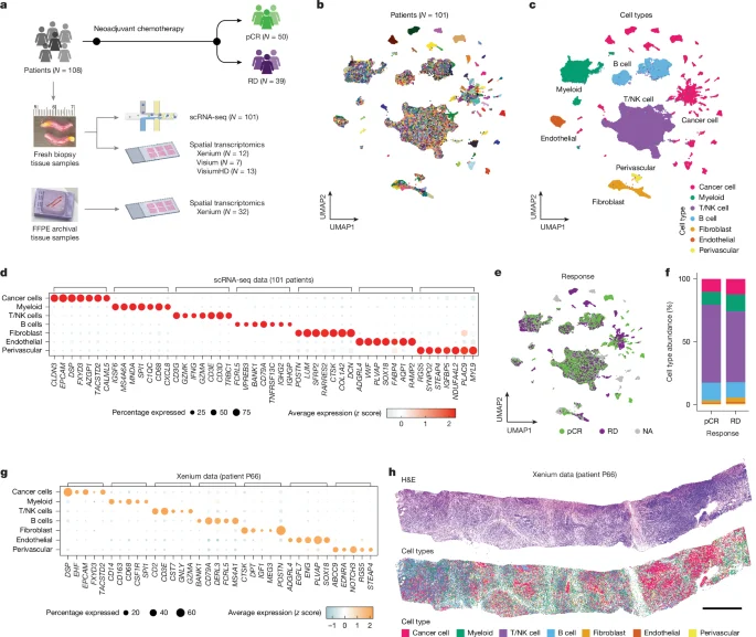 TNBC’s heterogeneity mapped: four cancer archetypes and eight tissue ecotypes forecast chemo response