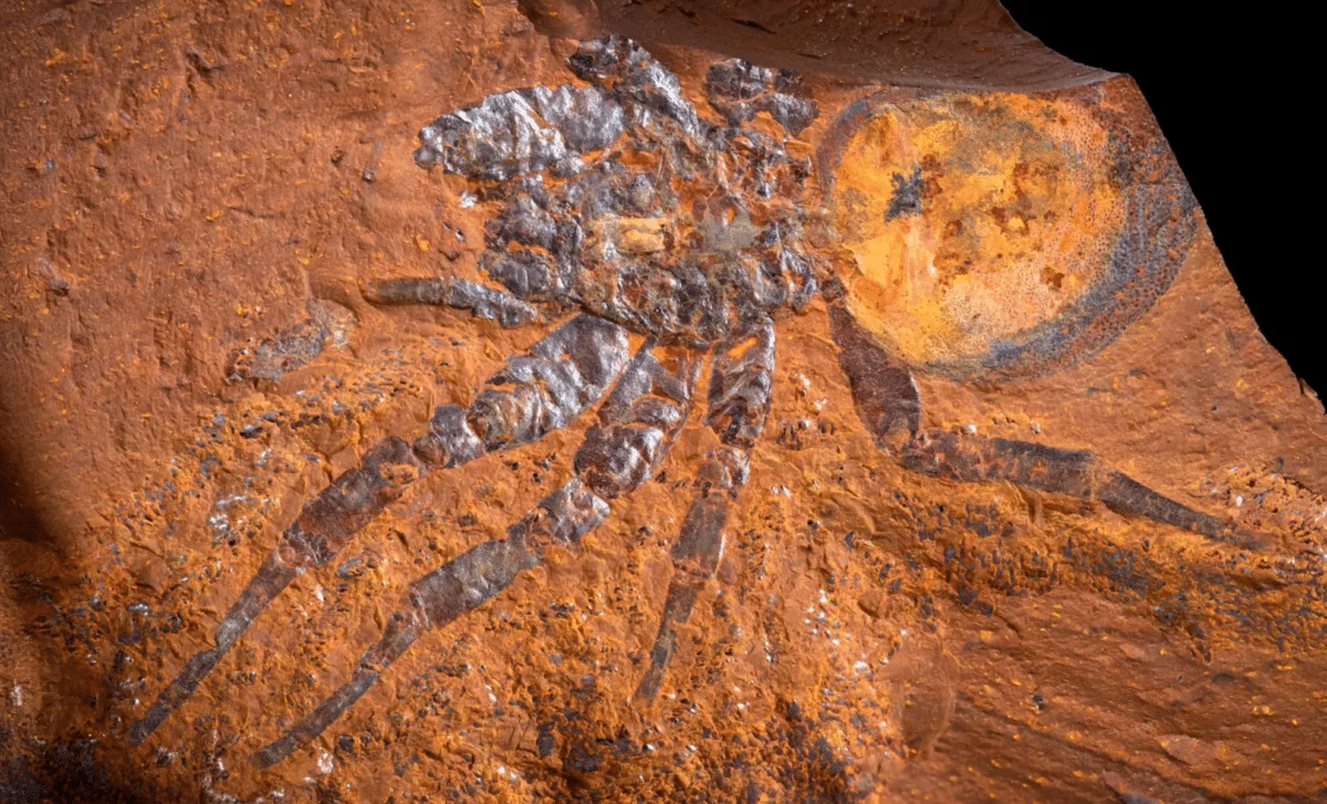 Iron-Forged Fossils Unveil a Lost Australian Rainforest