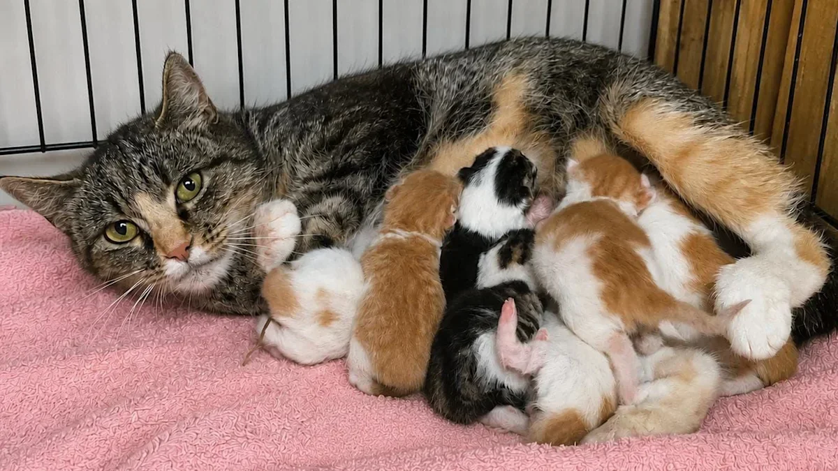 Gemini the Janus kitten: rare two-nosed, two-mouthed miracle at Welsh cat rescue