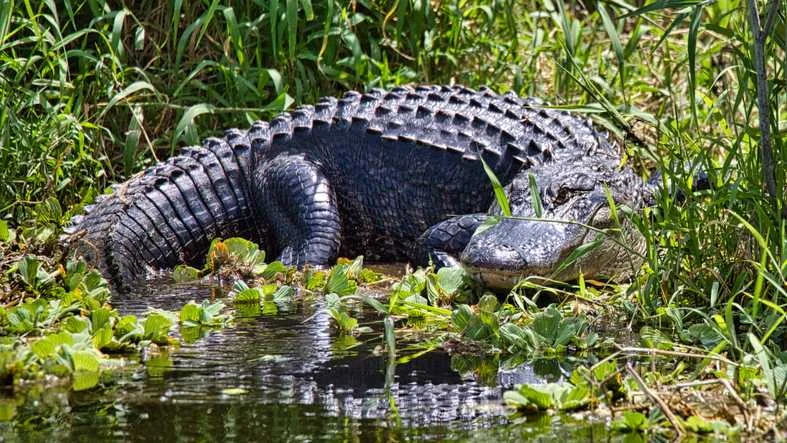 Gator attack results in man losing arm at Florida bar.