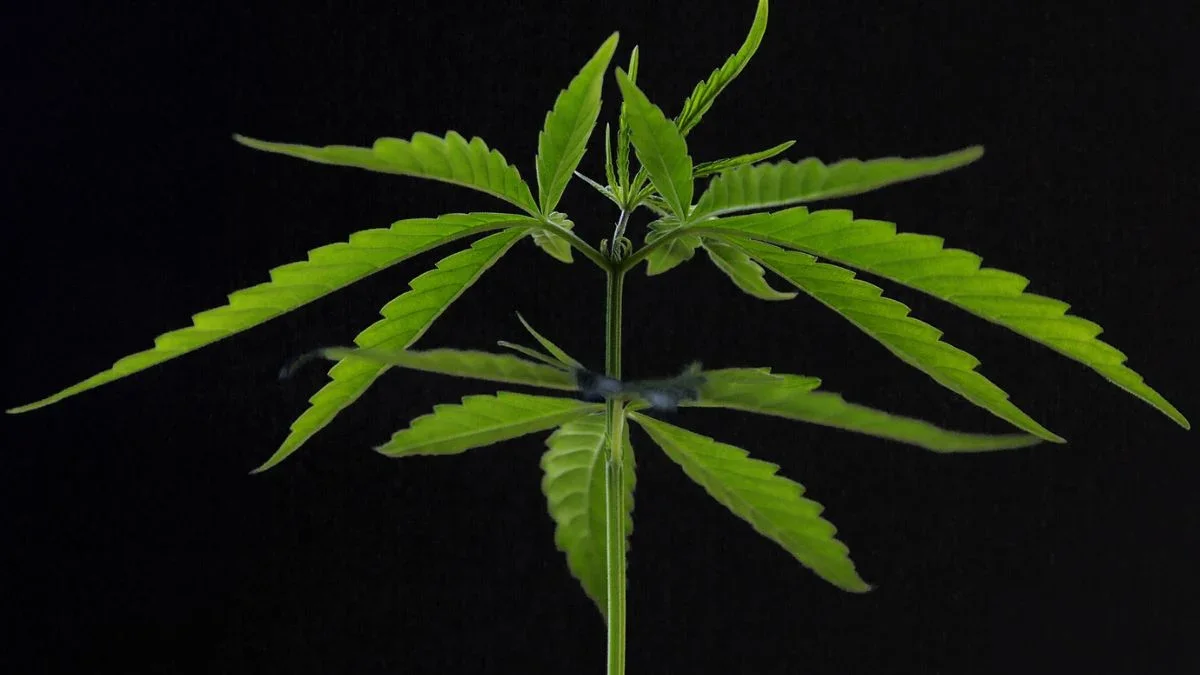 Full-plant cannabis extract improves glucose tolerance in mice, unlike THC alone