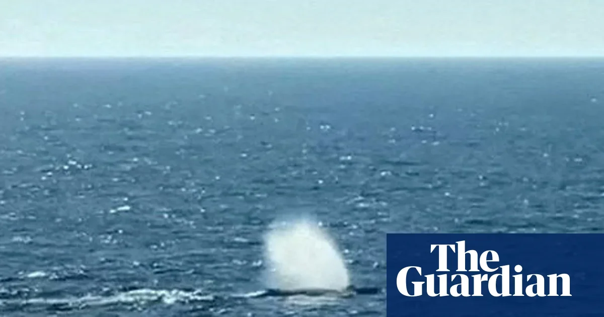 Privately funded rescue frees beached humpback Timmy, released into the North Sea