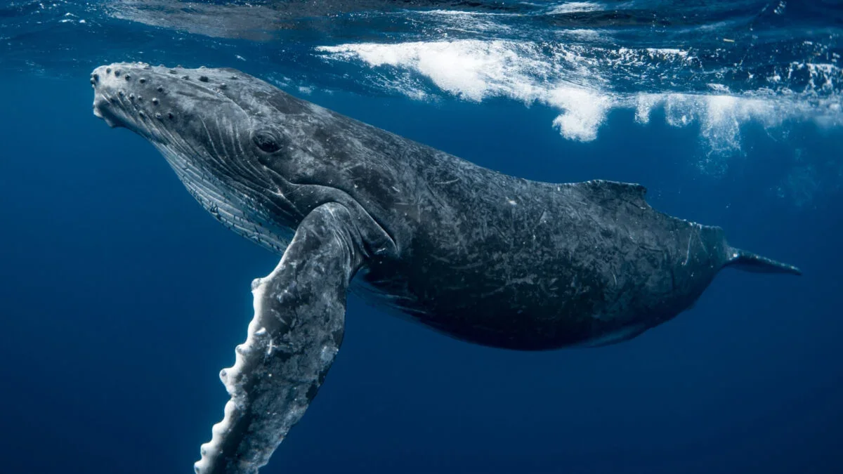 Whale Calls Debunk a Physics Paradox: It’s All About Wave Interference
