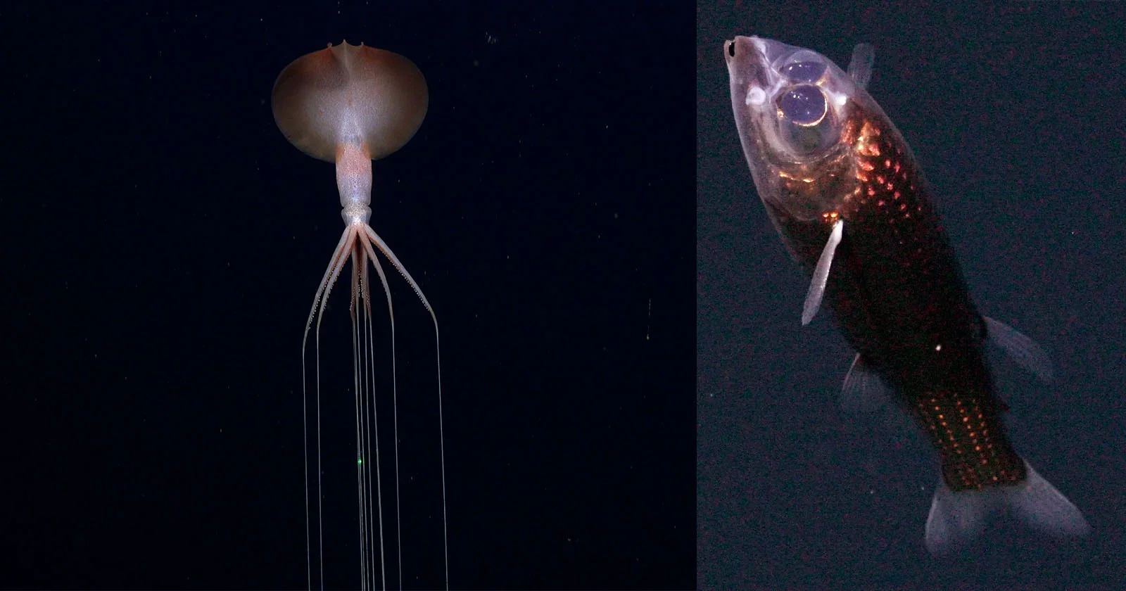 Remote Atlantic Abyss Reveals Hidden Vents and Rare Deep-Sea Life