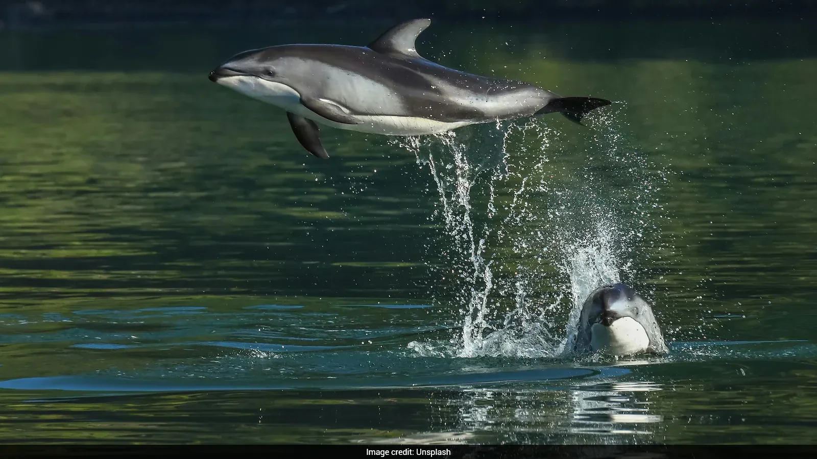 Dolphins Use Signature Whistles as Reputation Labels to Dodge Coercive Males
