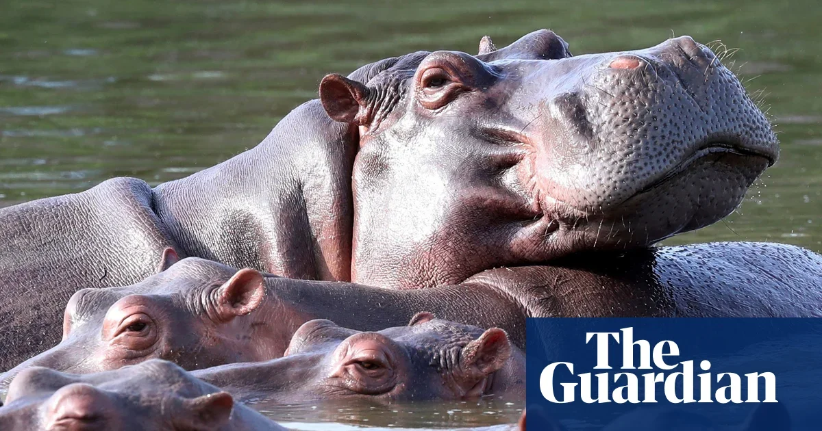 Colombia moves to cull up to 80 hippos tied to Escobar’s private zoo