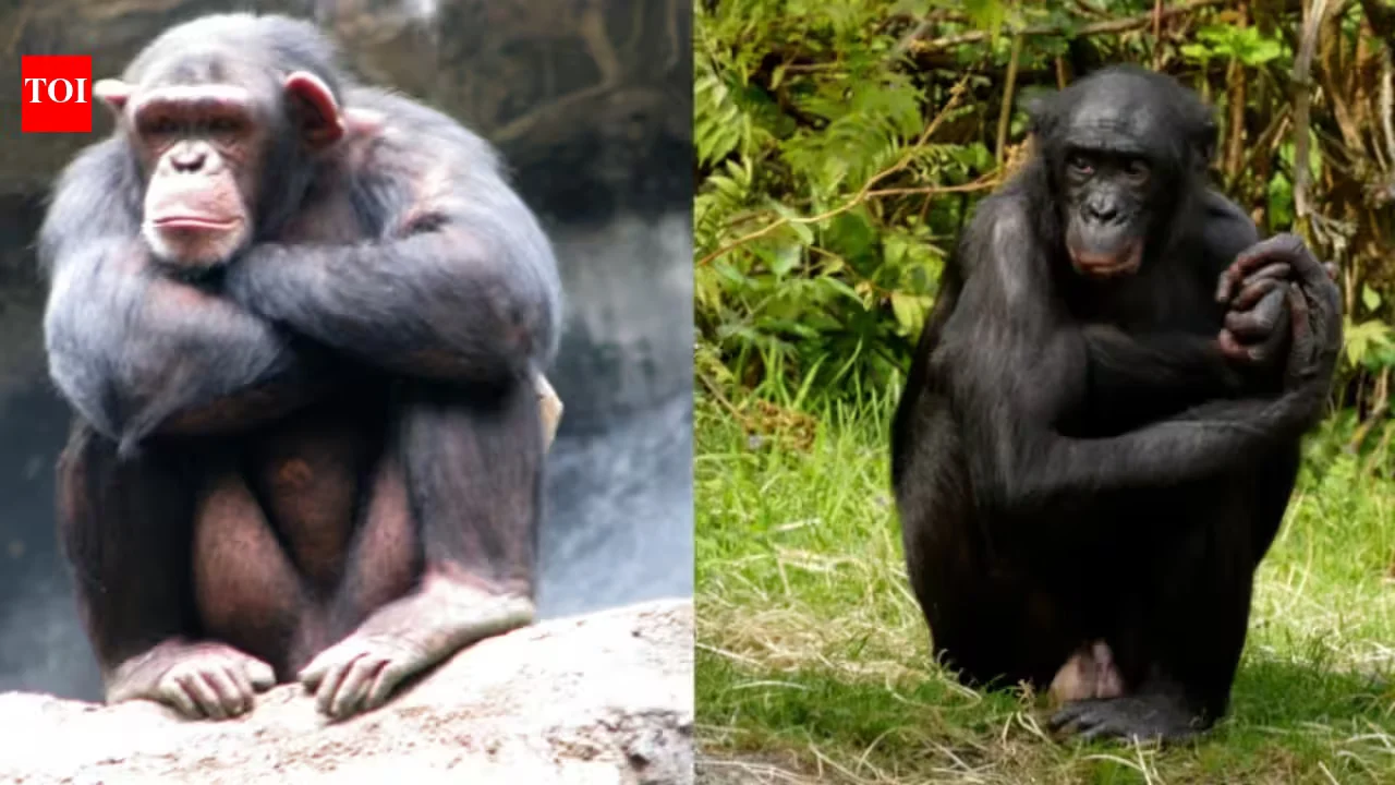 Decades-Long Social Memory in Apes: Louise Reunites with Sister After 26 Years