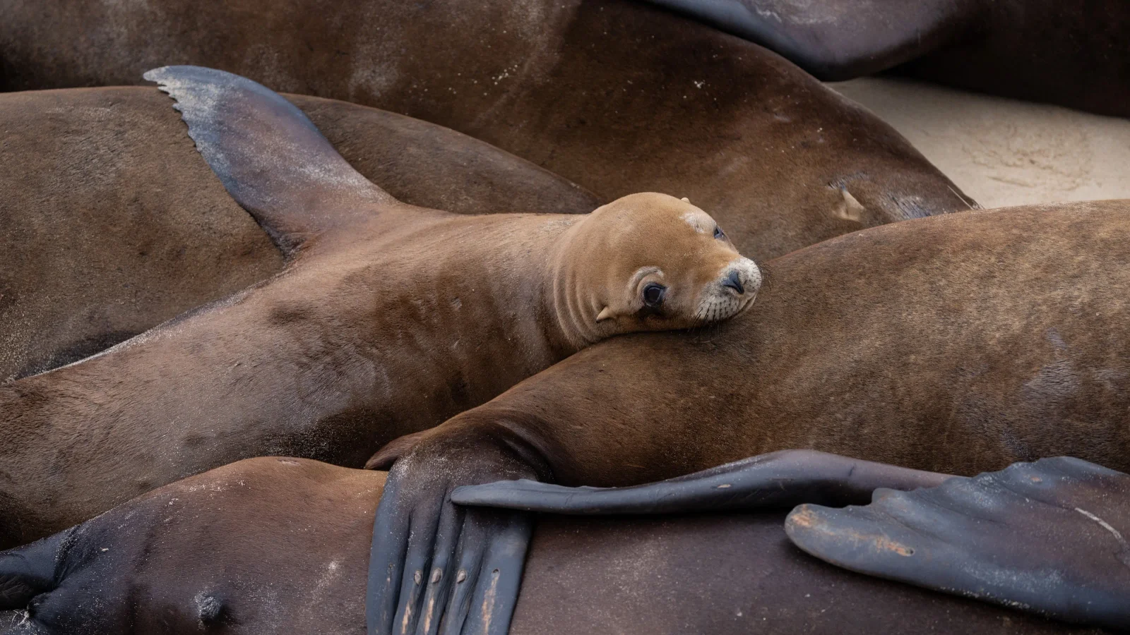 NOAA probes alleged sea lion assault at La Jolla Cove