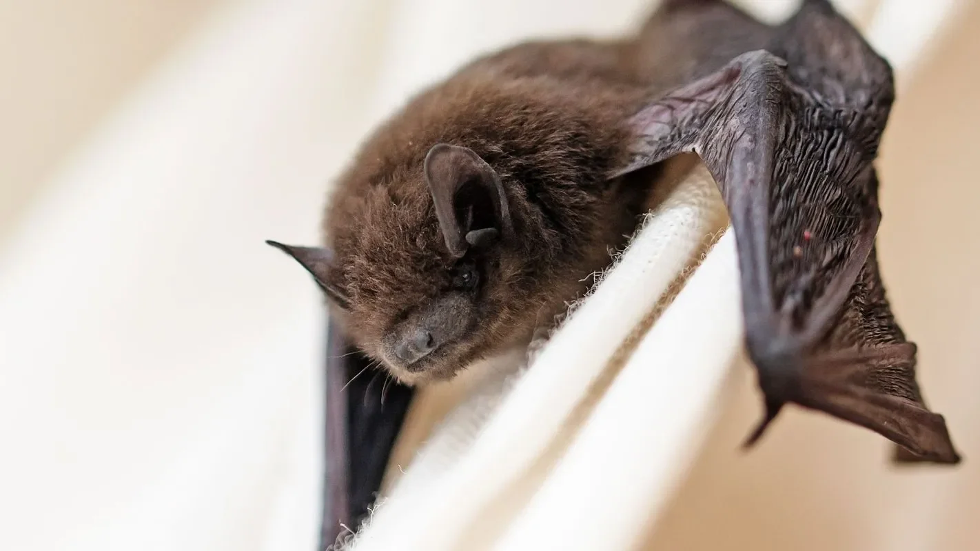 Ontario boy dies of rabies after bat contact, prompting warning on urgent post-exposure care