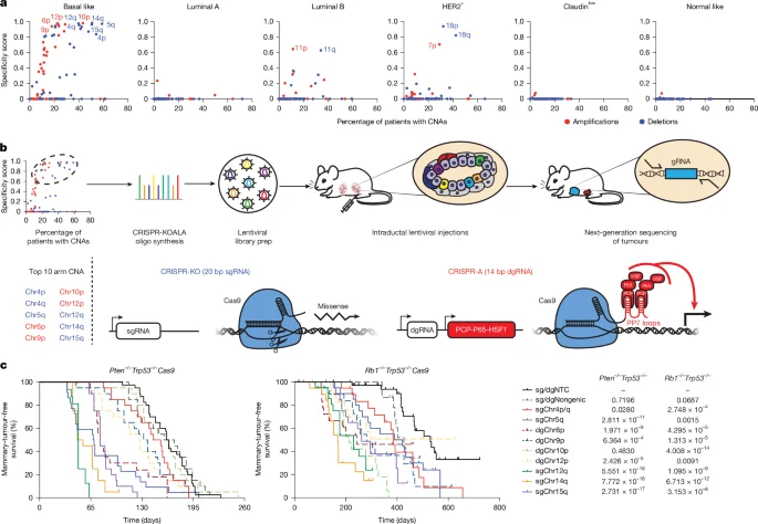 Arm-level CNAs reveal hidden breast cancer drivers via CRISPR screens