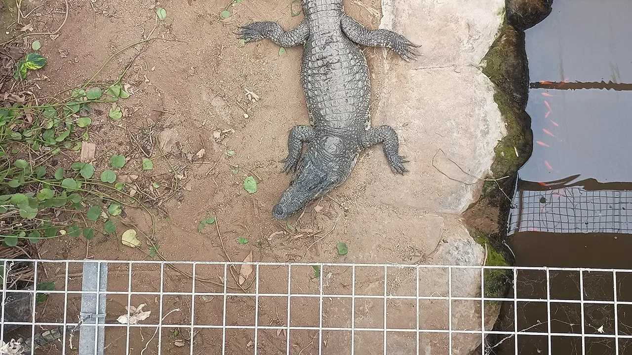Toddler saved from crocodile enclosure as man charged with attempted murder