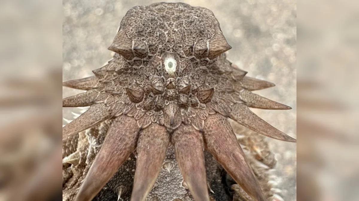 Ancient Median Eye Rewrites the Origin Story of Human Vision