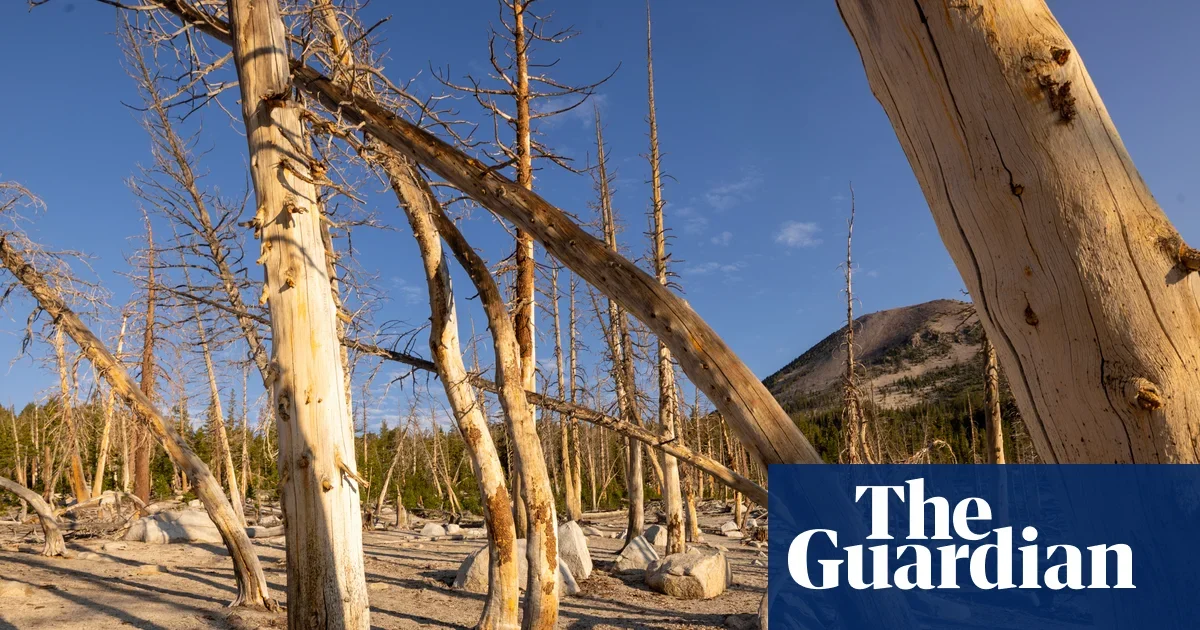 Ancient CO2 surge browns forests, underscoring risks of fossil-fuel emissions