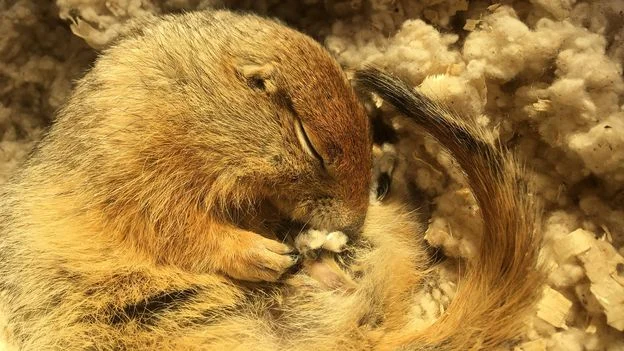 Arctic squirrels offer blueprint for slowing human metabolism in emergencies
