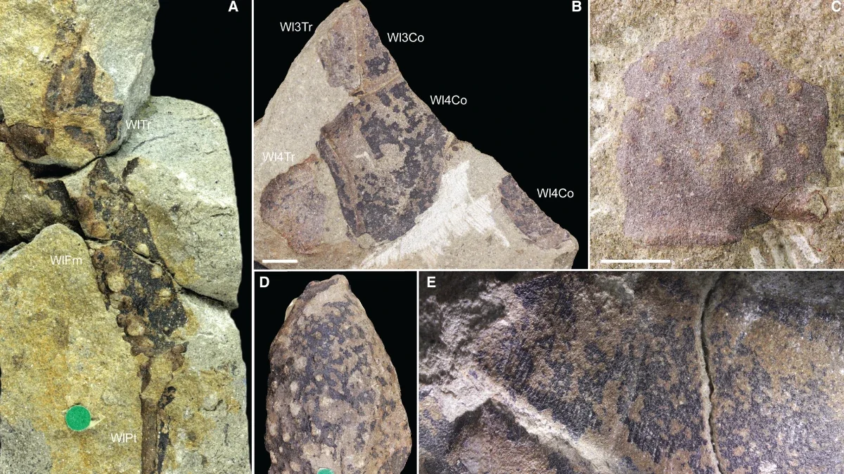 Britain’s 400-million-year giant reclassified as a Devonian scorpion apex predator