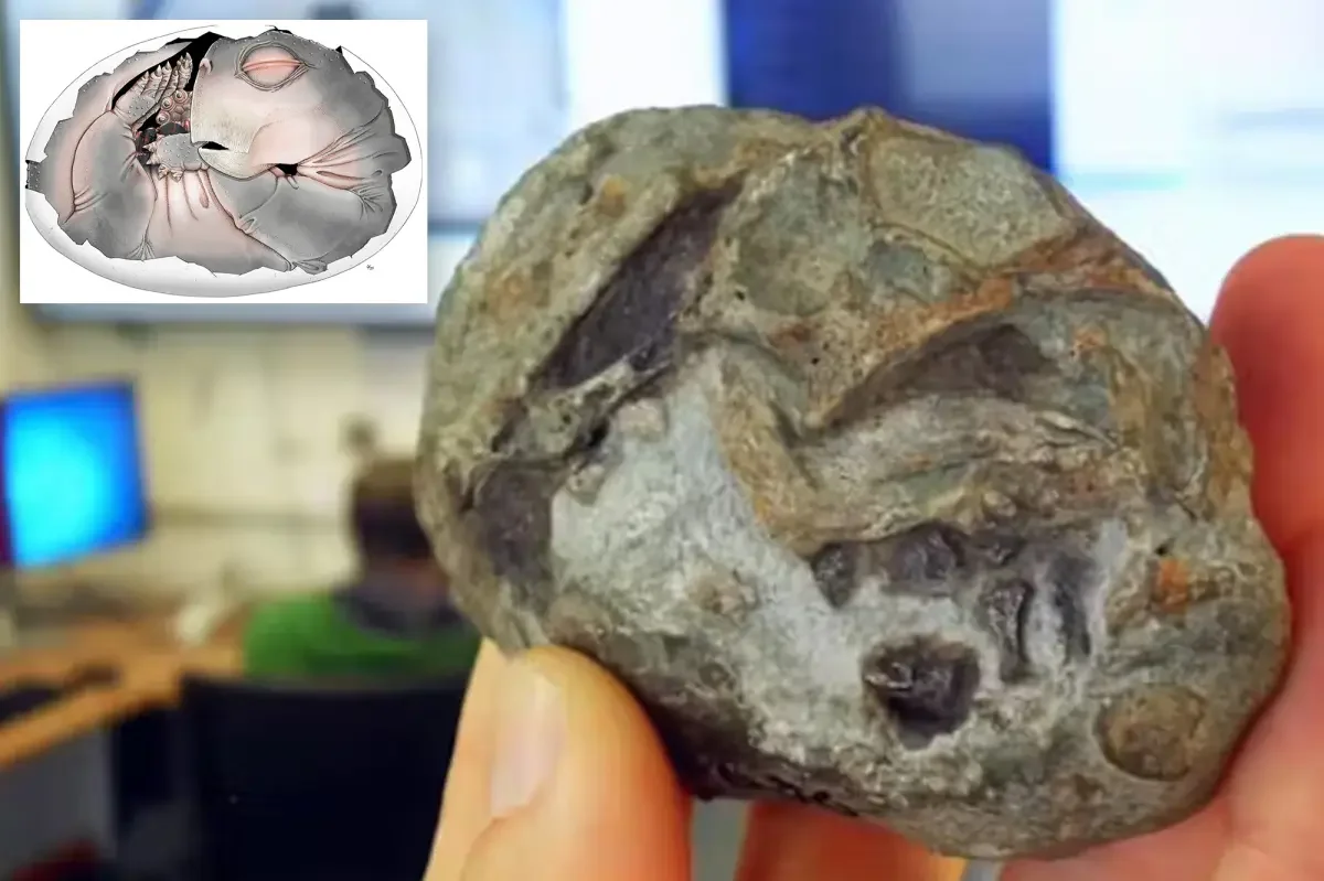 Ancient egg fossil rewrites the story of mammal origins