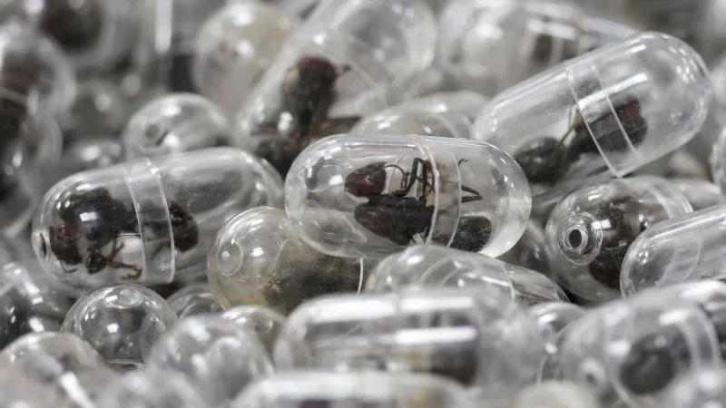 Kenya jails Chinese national for smuggling 2,200 live ants