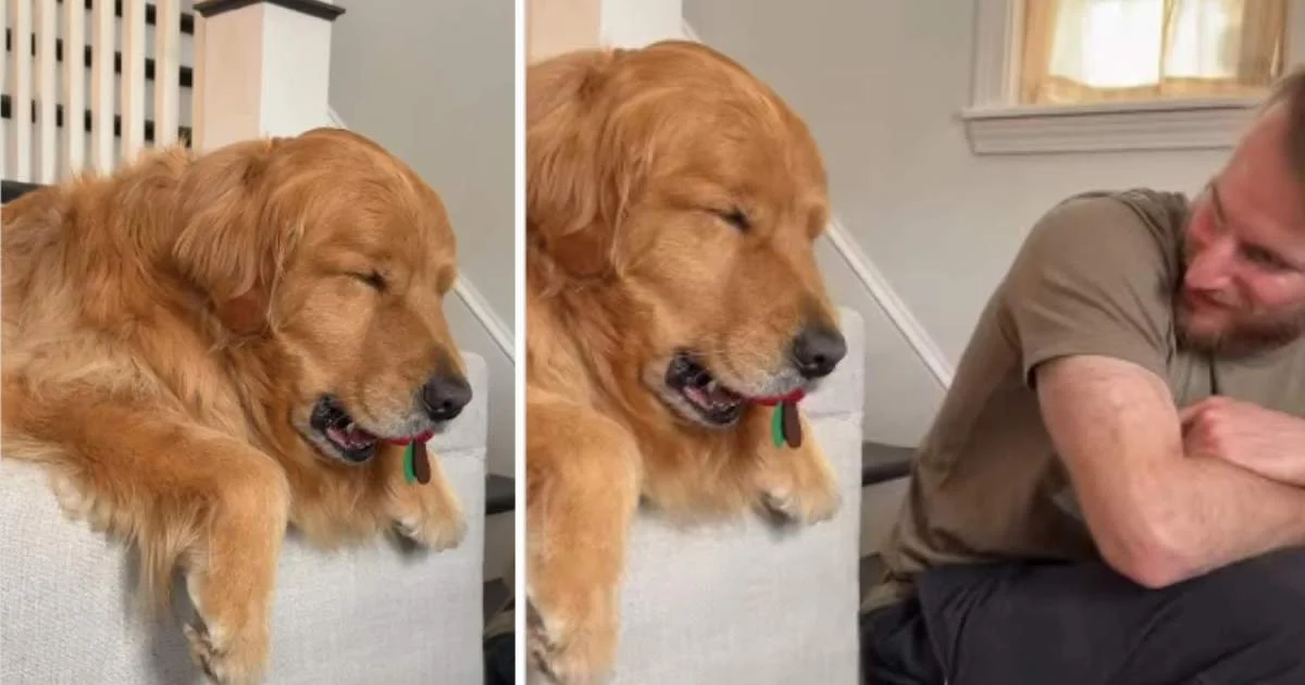 Nap-Ready Golden Retriever Clings to Toy as He Dozes