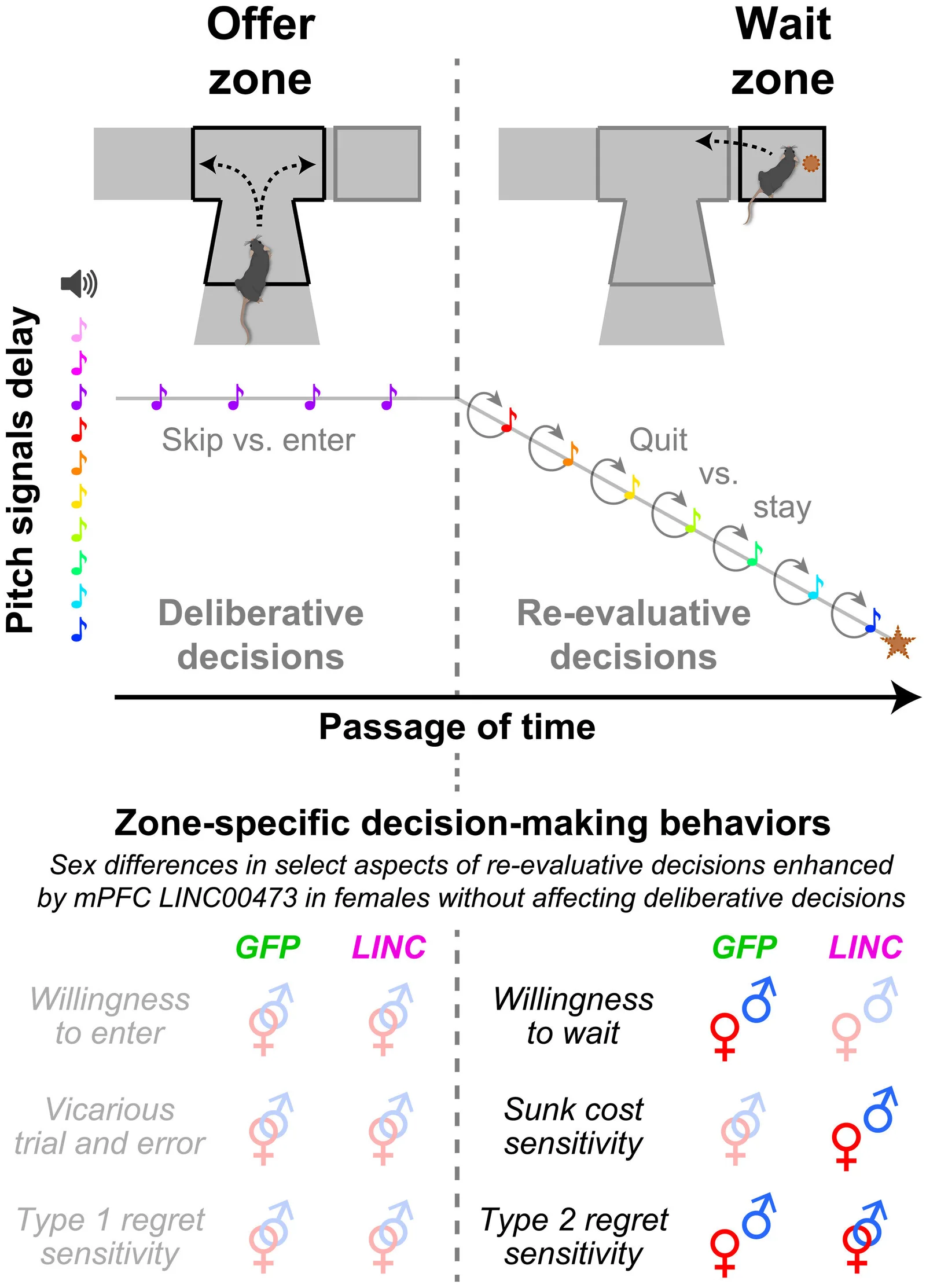 Study Shows Gender Differences in Brain Response to Regret and Decision-Making