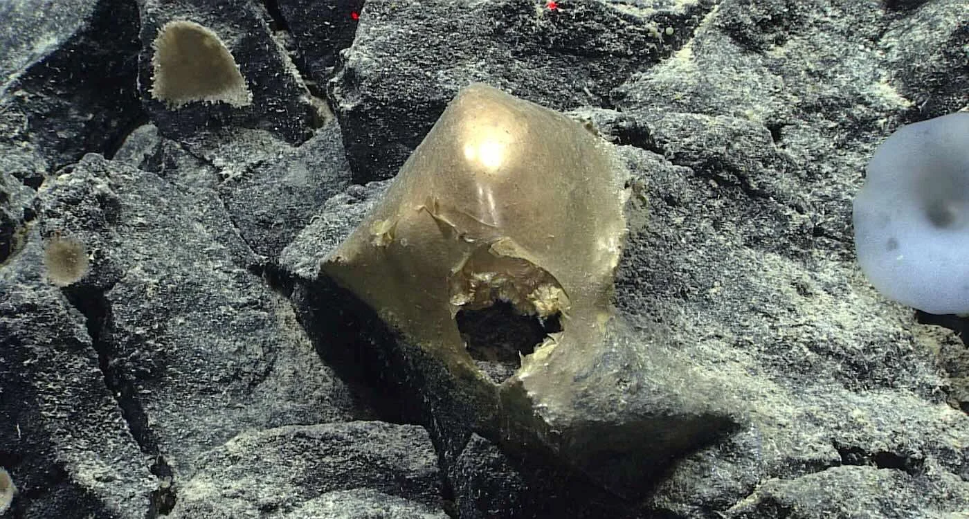 Deep-Sea Golden Orb Mystery Solved: Anemone Relic Identified