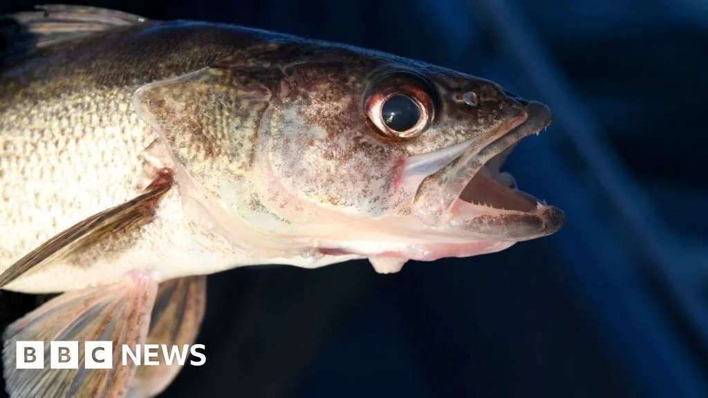 Cheating Fishermen Sentenced to Jail in Lake Erie Tournament Scandal.