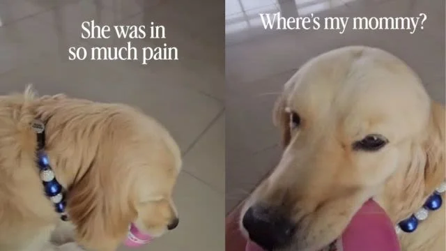 Loyal Golden Retriever Comforts Ill Mom, Breaks Down as She's Taken to the Hospital