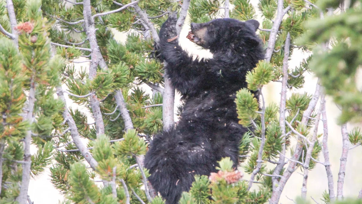 Yellowstone Black Bear Outclimbs Grizzlies for Whitebark Pine Nuts