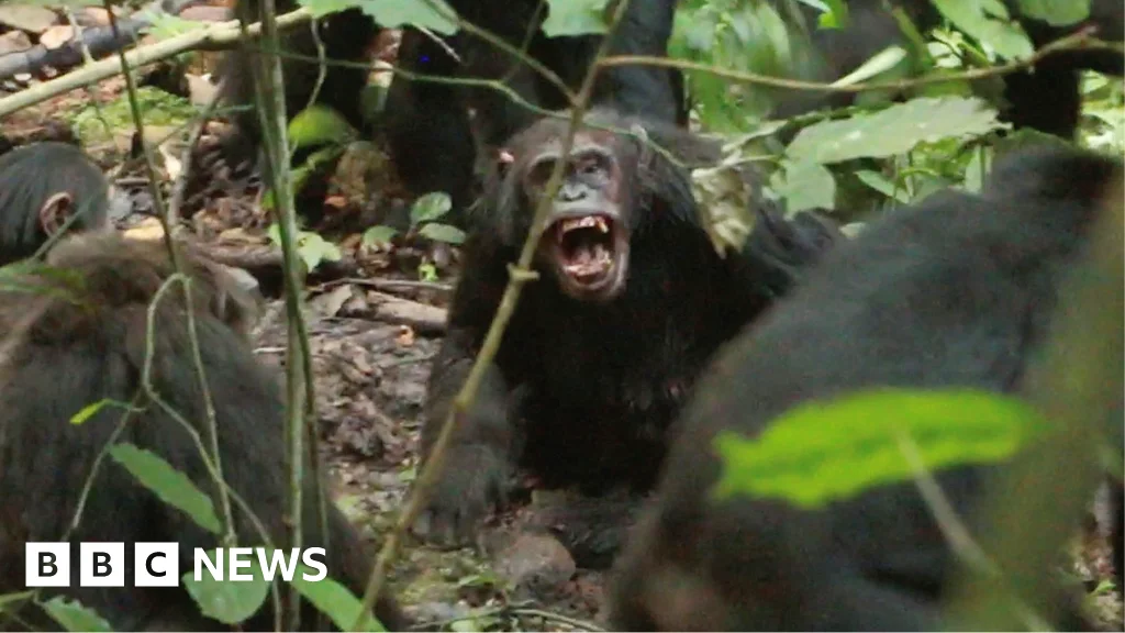 Ngogo Chimps in Uganda Split into a Violent Factional War, New Study Finds
