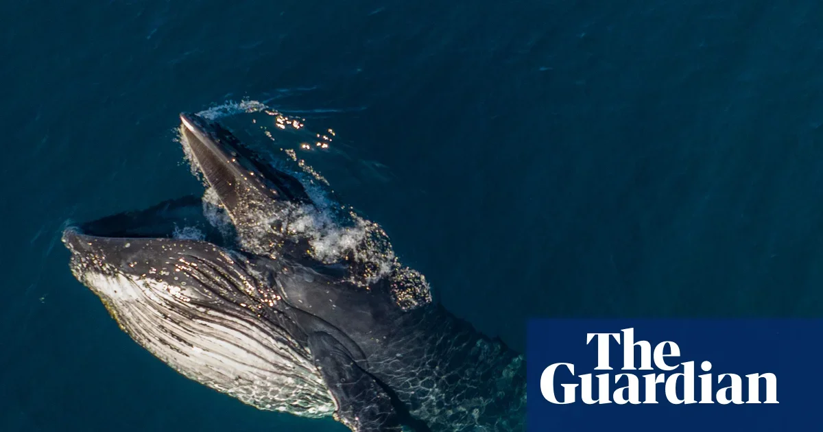 Humpbacks perform rare 'gape' display as migration begins