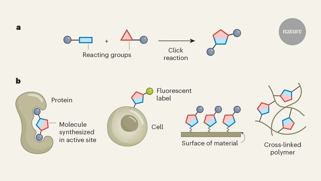 Twenty-five years of click chemistry: a simple reaction that reshaped science