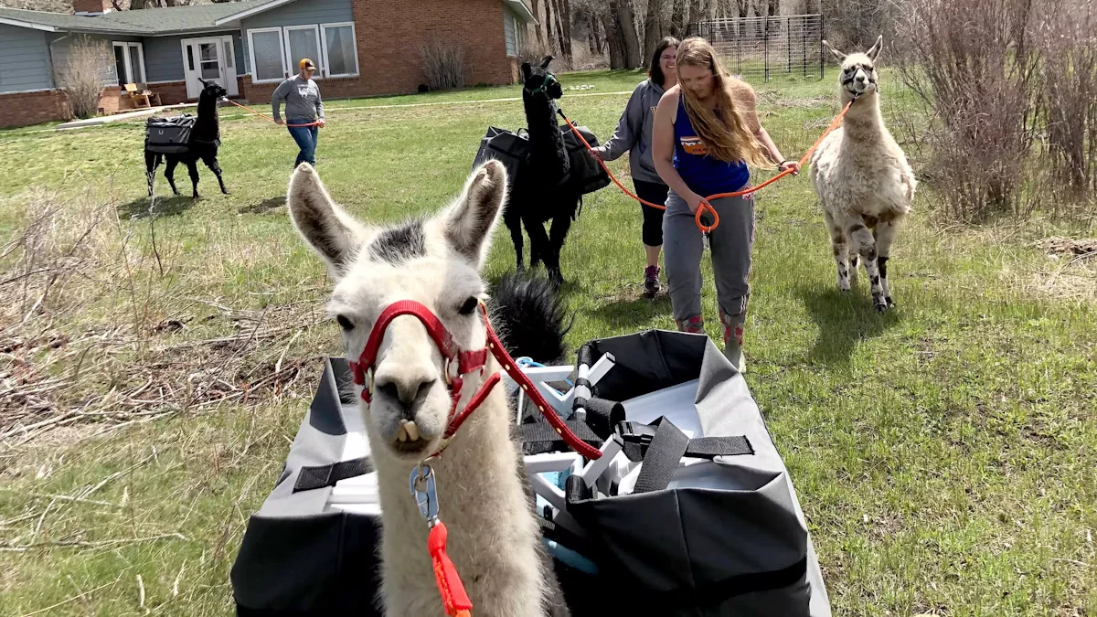 Wyoming Llamas Draw Visitors to Elk Mountain Farm