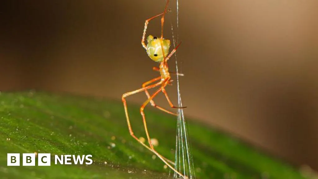 Ballista spider hurls ants into a silk catapult web in Australia