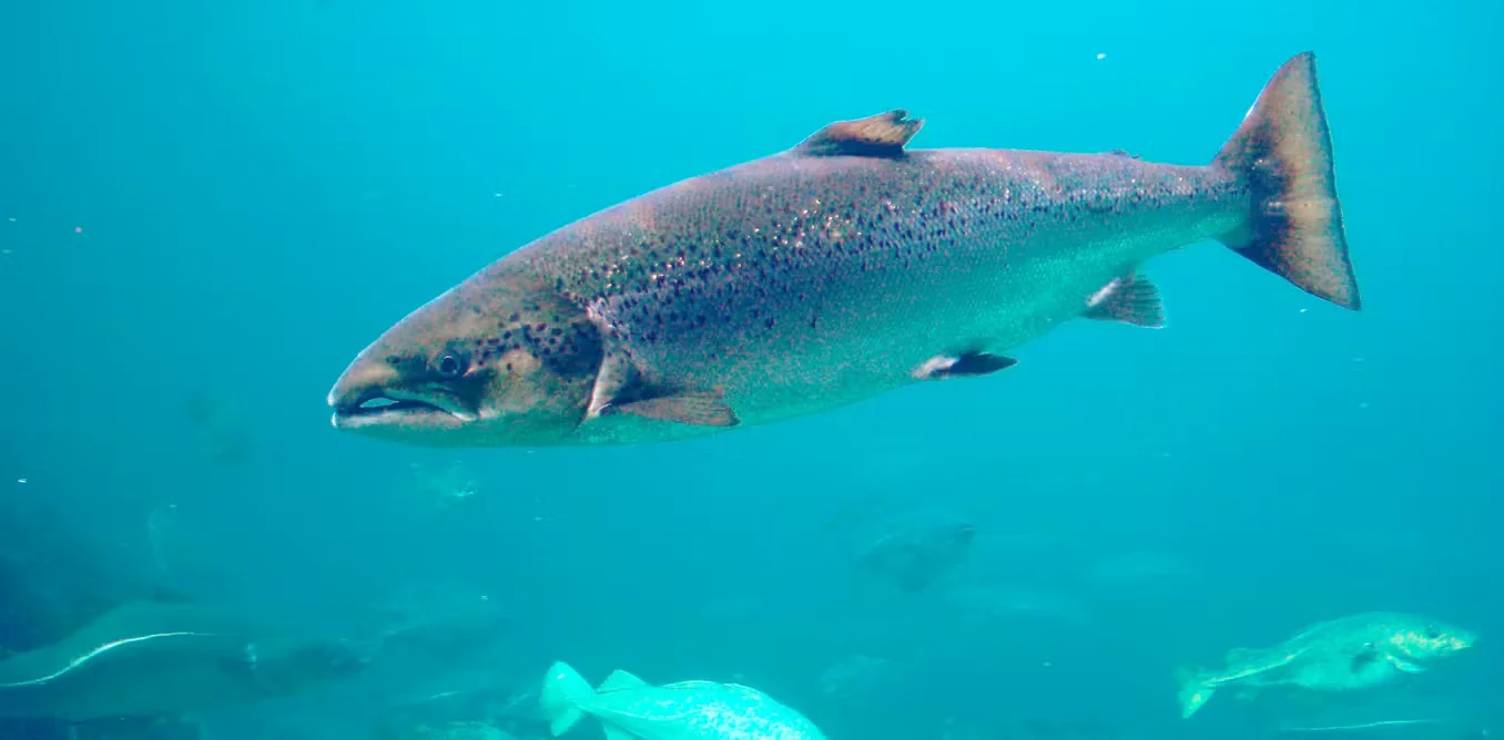 Cocaine in wastewater nudges salmon to roam farther, study finds