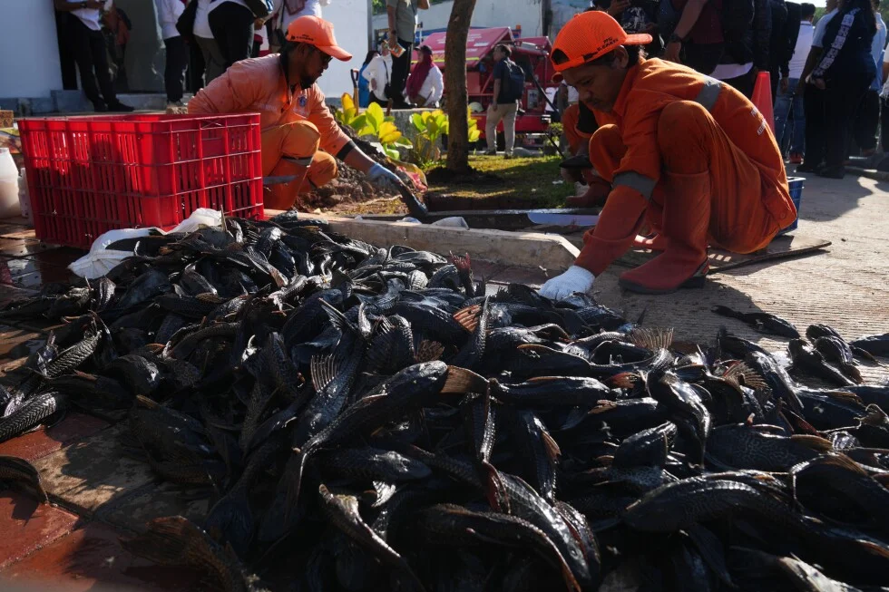 Jakarta launches mass removal of invasive janitor fish from the capital's waterways