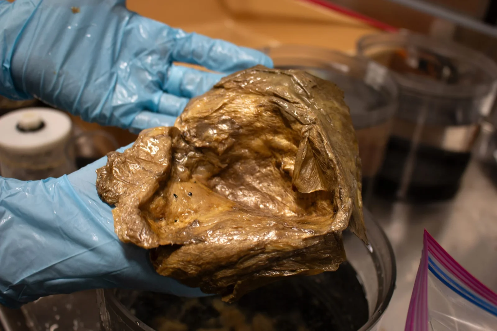 Two-Mile-Deep ‘Golden Orb’ Unmasked as Deep-Sea Anemone Base