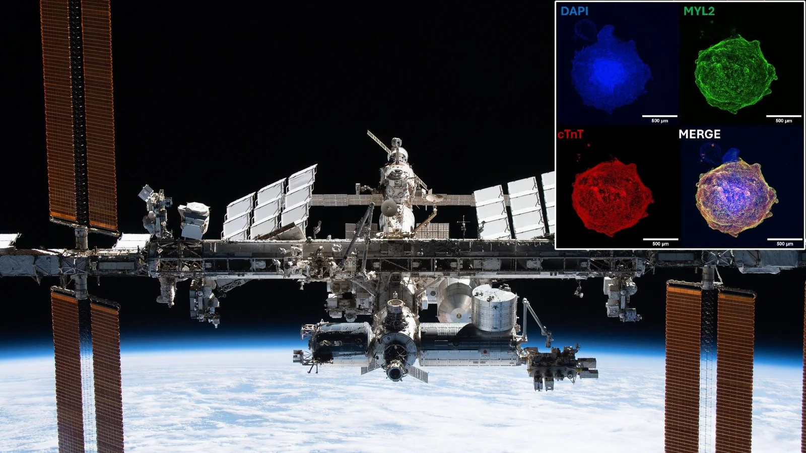 Space-grown mini-hearts beat Earth labs in production speed, study finds