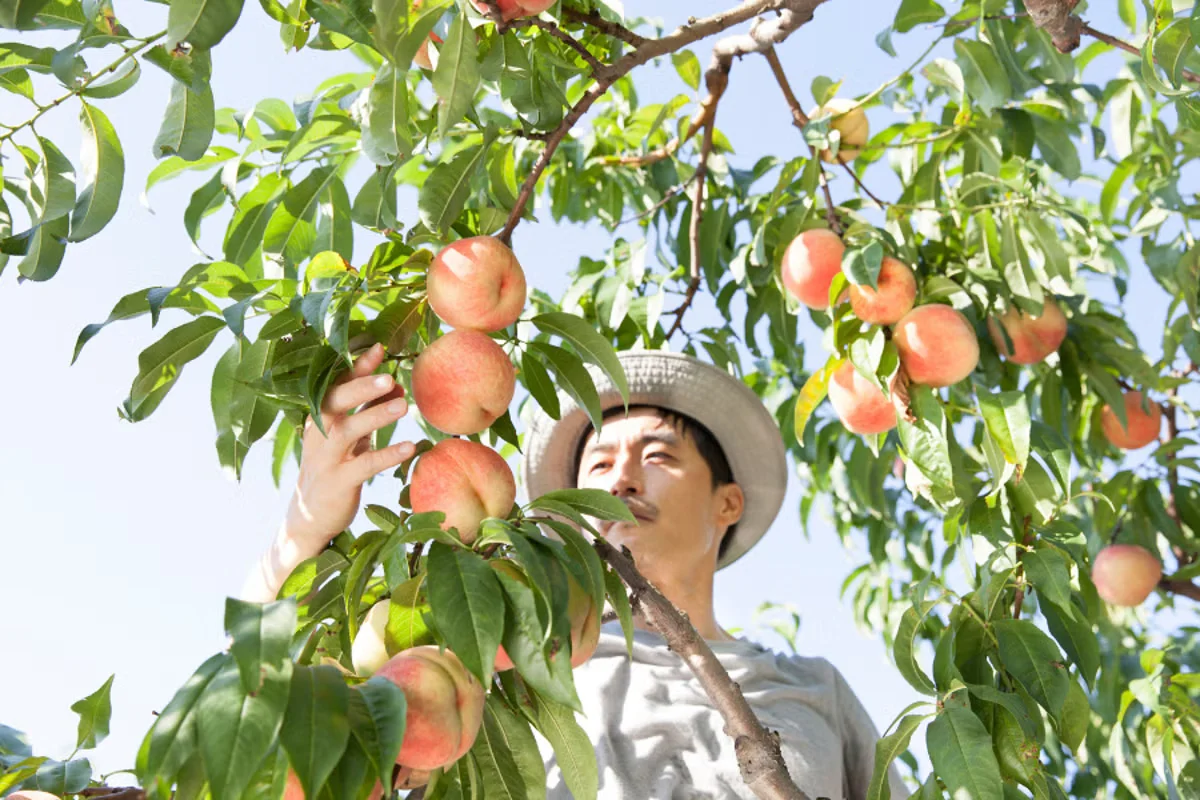 California peach growers to pull up 420,000 trees after Del Monte collapse