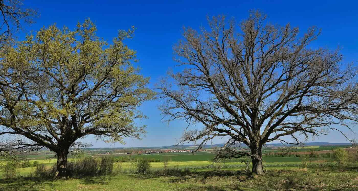 Oak Trees Delay Spring Buds to Fend Off Caterpillar Outbreaks, Study Finds