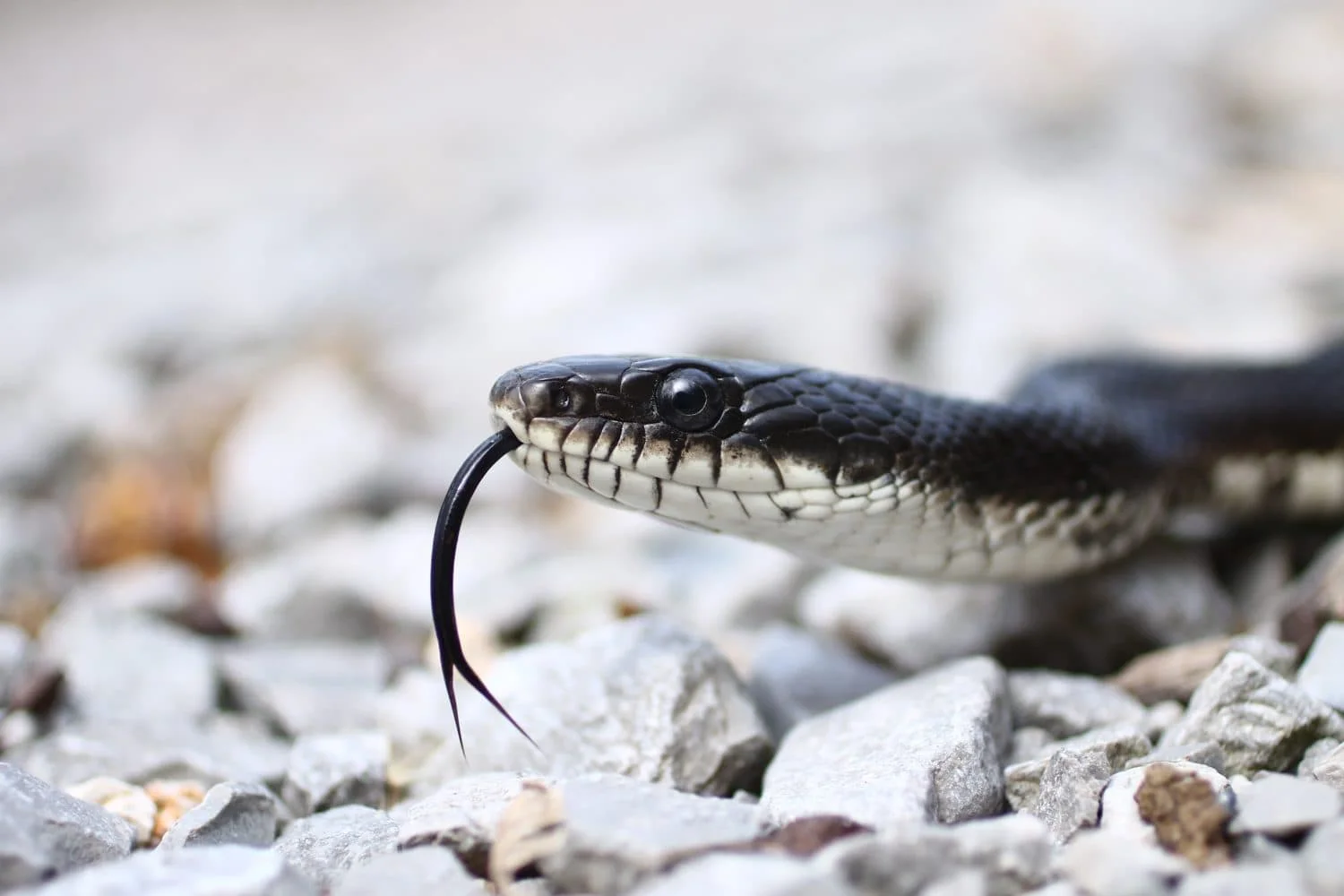 Big Backyard Snakes: Nonvenomous Rodent Helpers in Your Garden